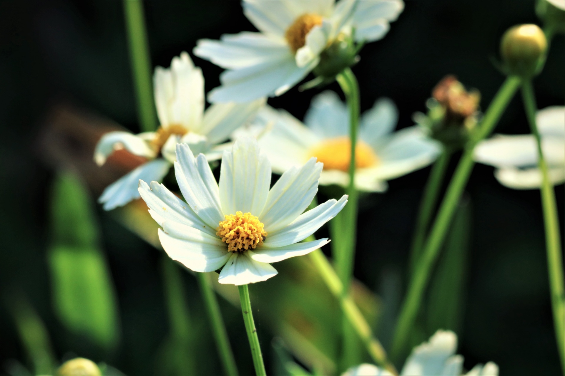 Bílé Coreopsis Květiny Close-up