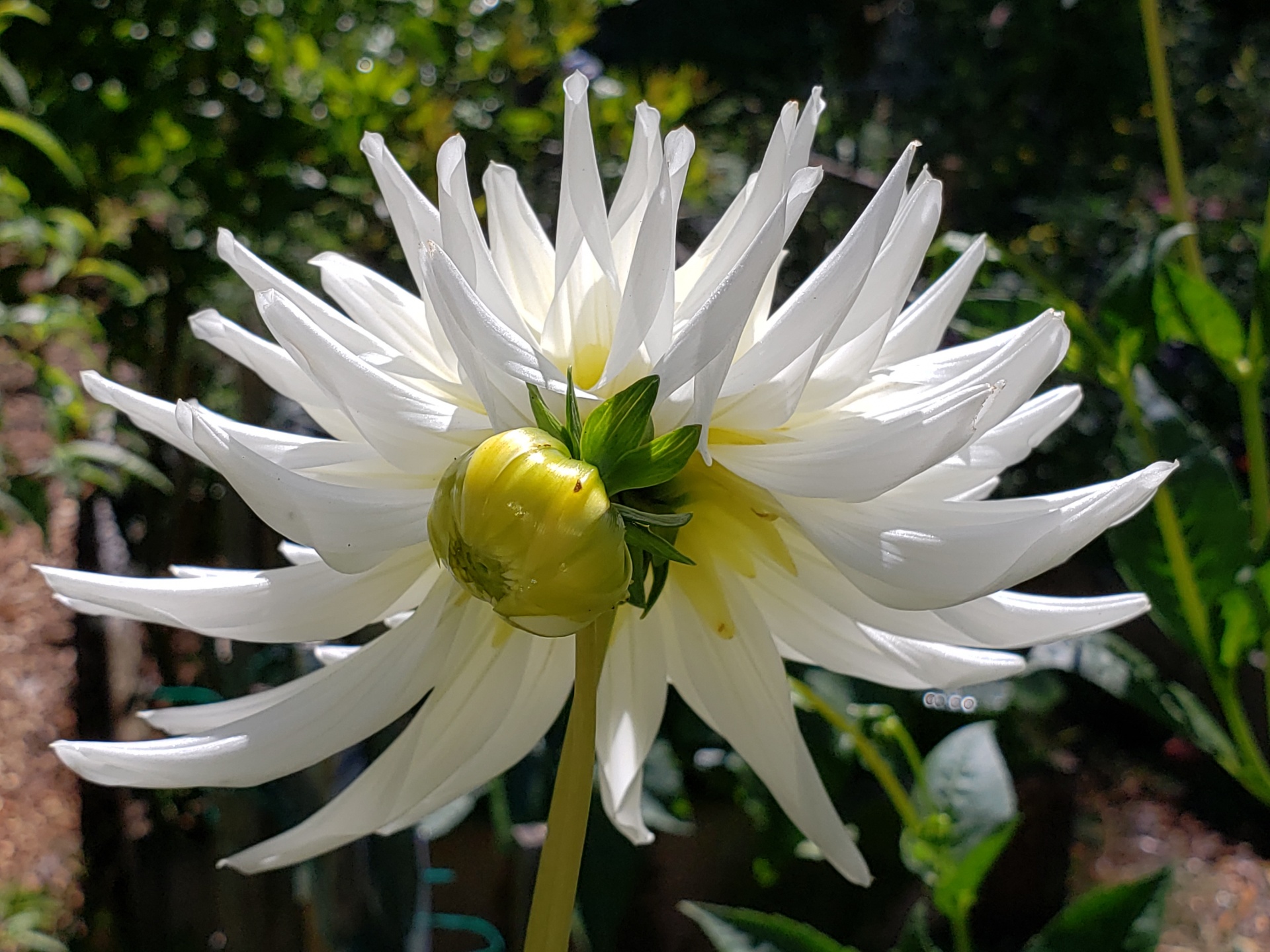 Bílý květ Dahlia