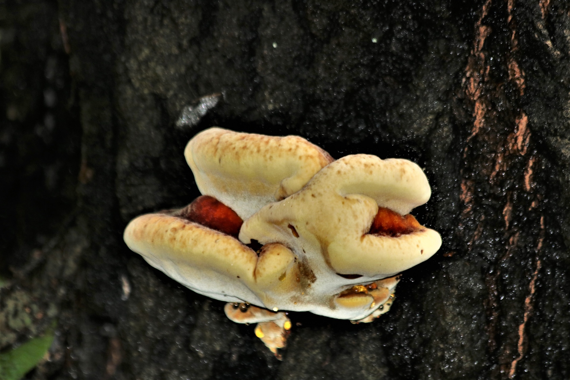 Bílý houba na stromě