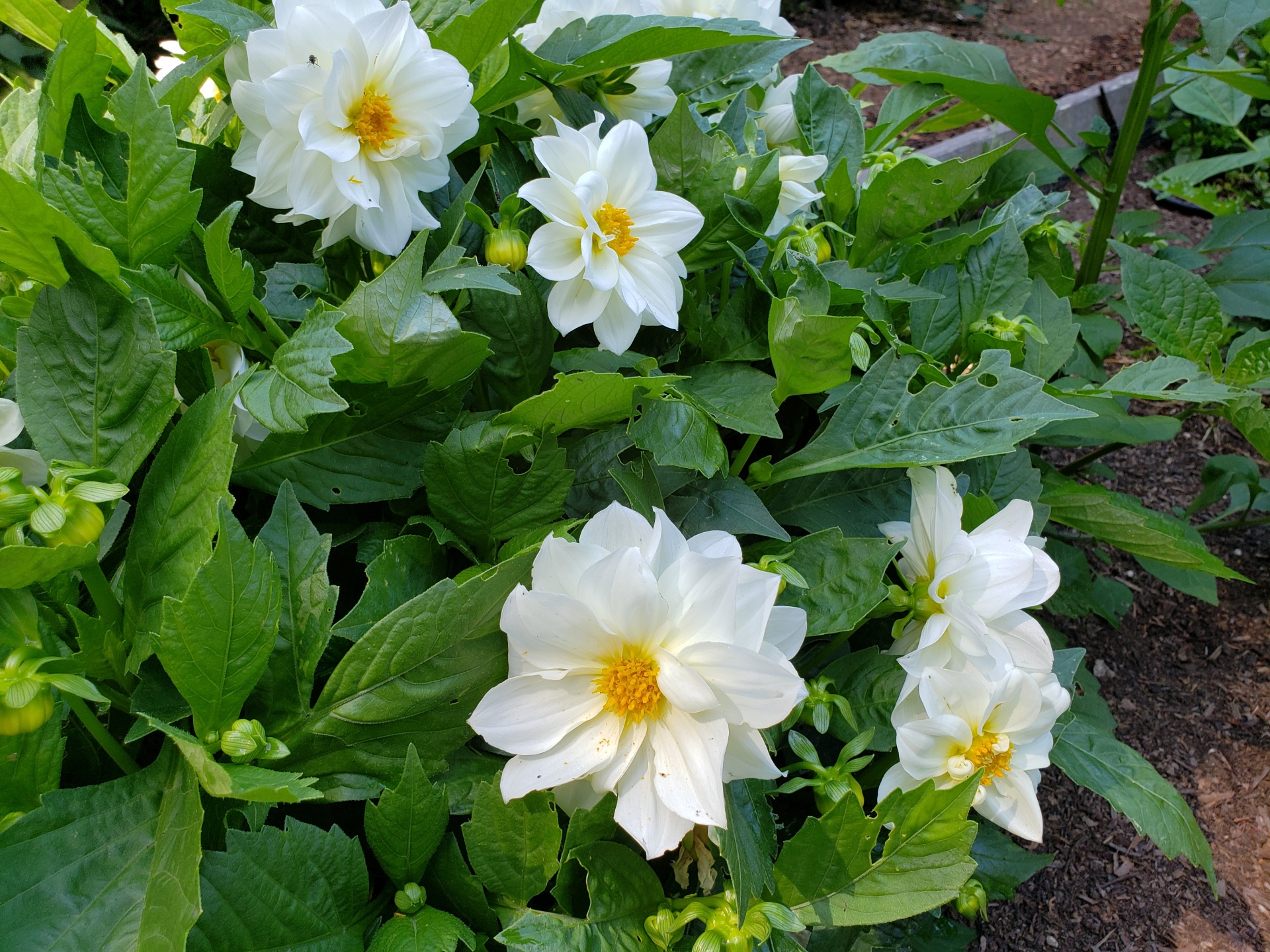 Bílé zahradní květiny
