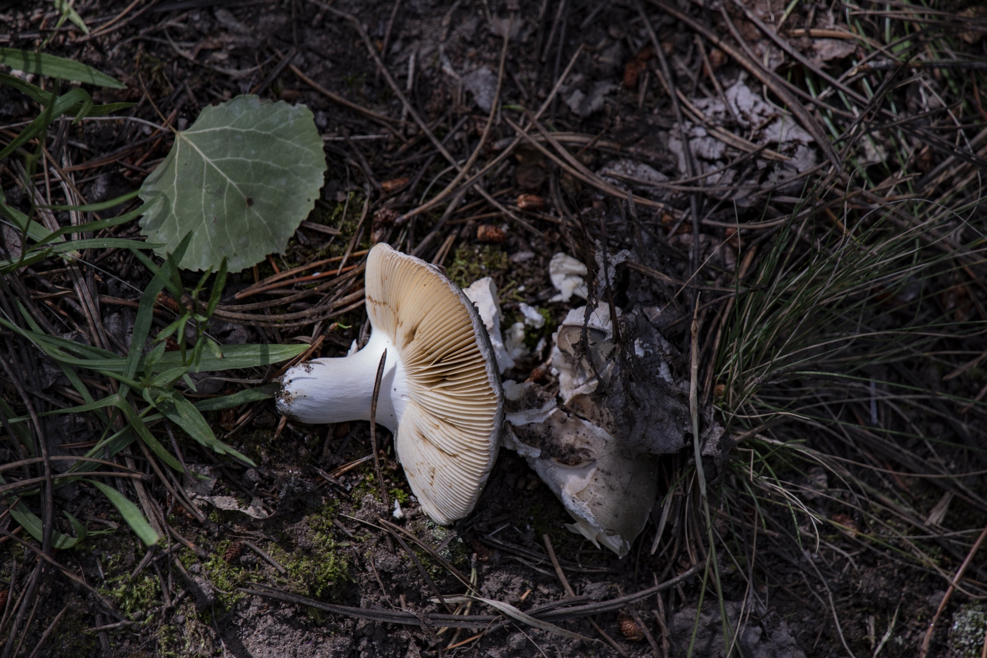 Bílé houby