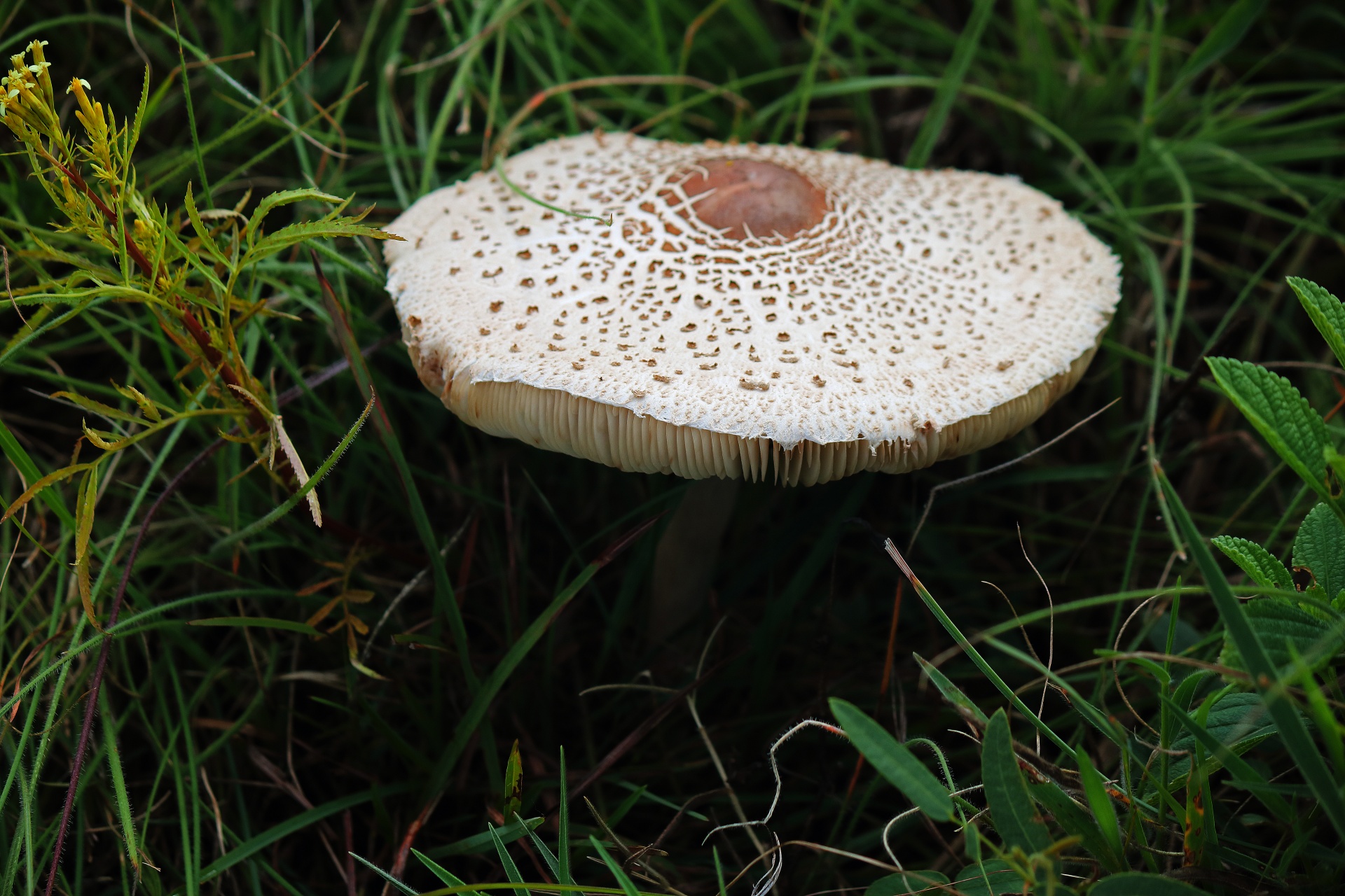 Bílá houba s hnědými znaky