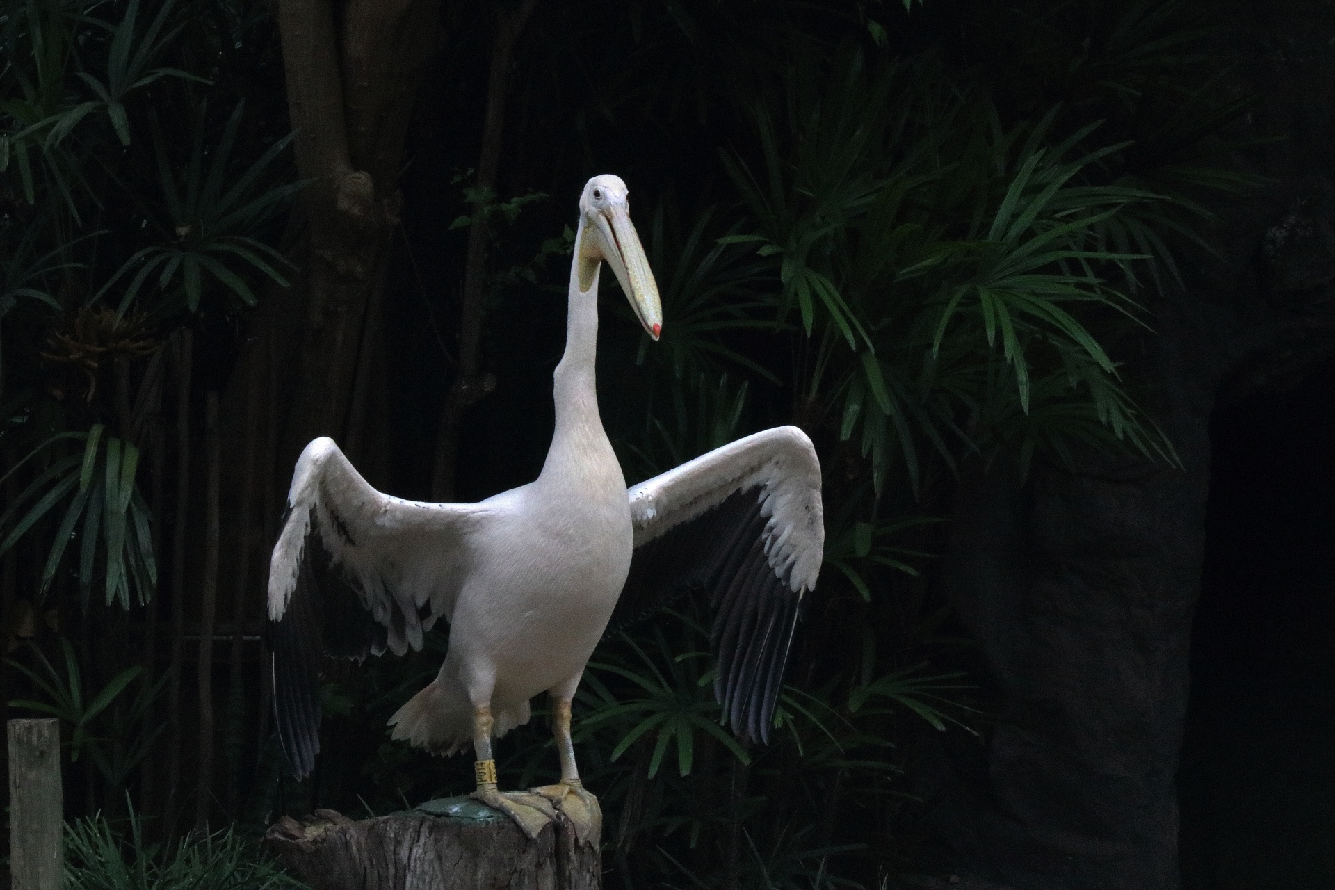 Bílý pelikán se zvednutými křídly