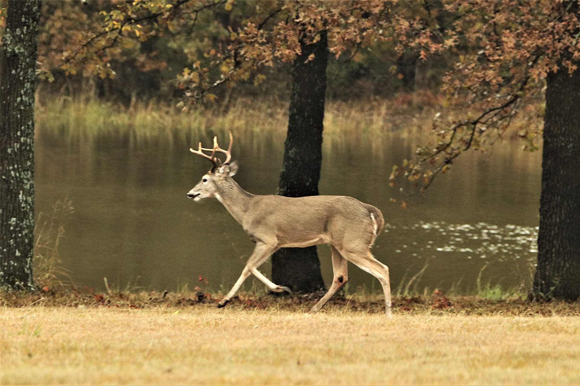 Bílý ocas Buck běží na rybníku