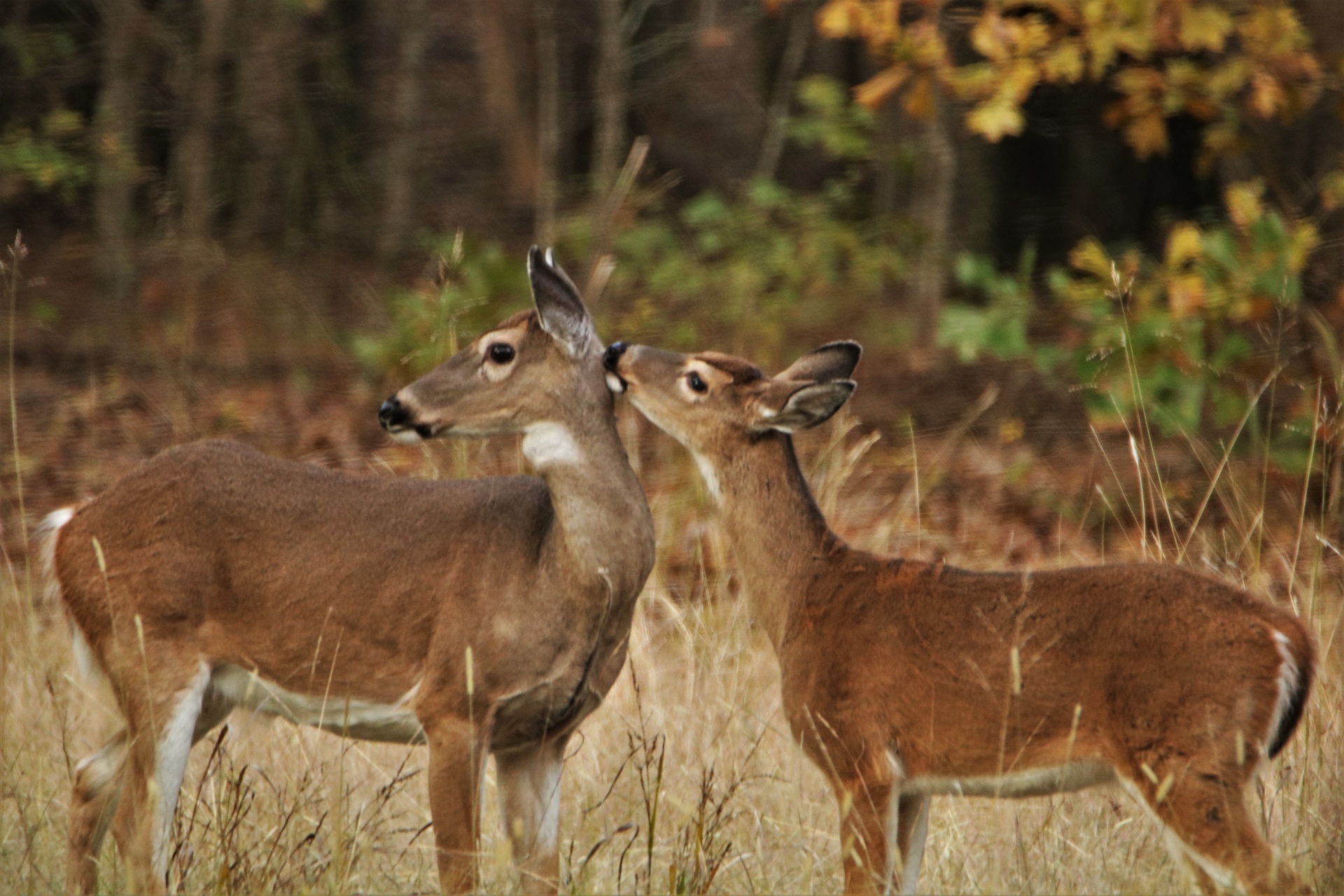 White-tail Doe And Fawn In Fall