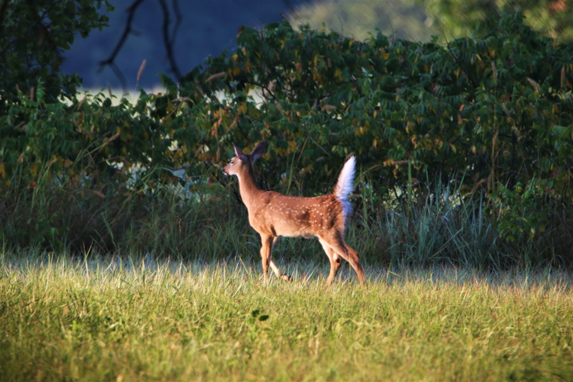 White-tail Fawn In Field