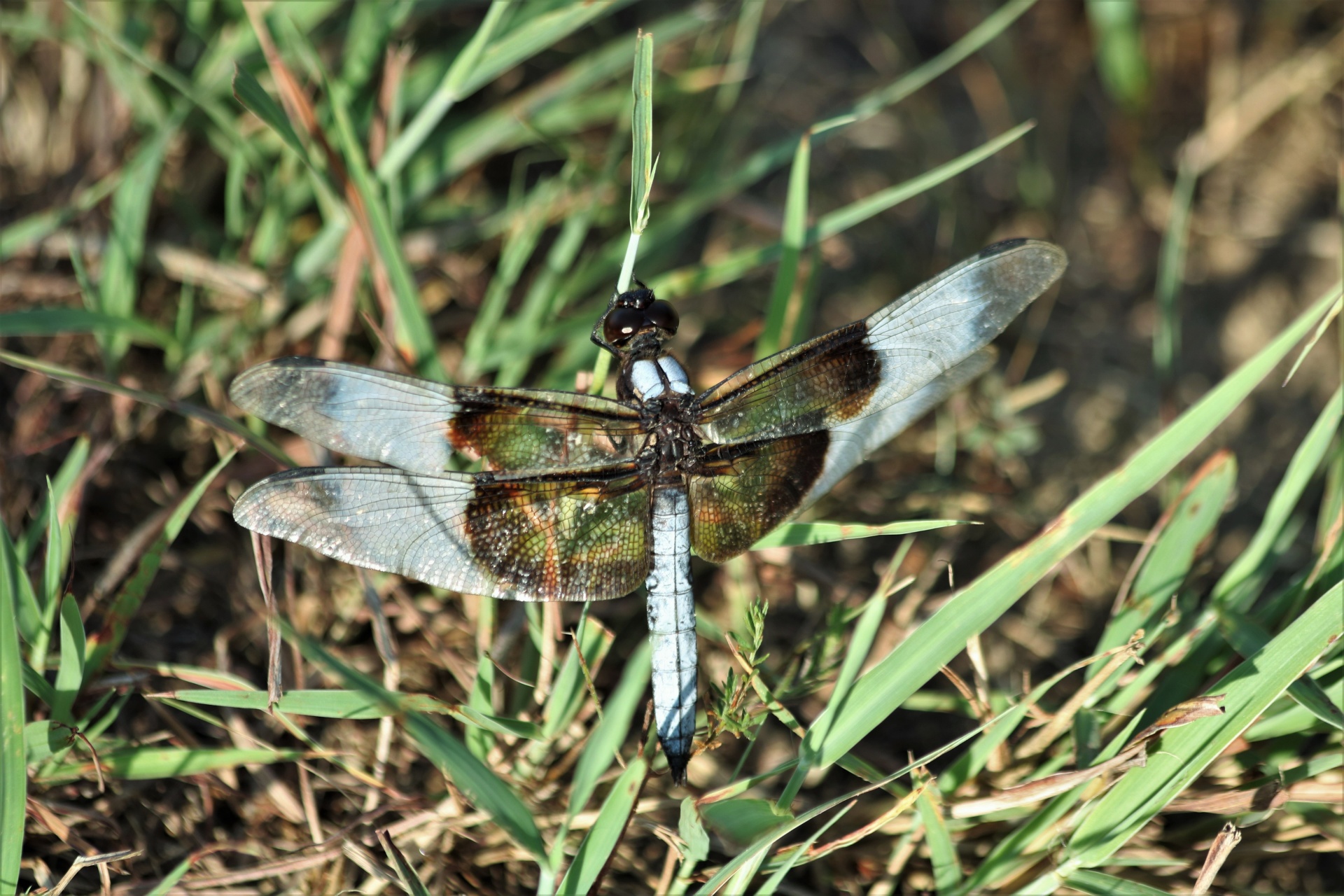 Vdova Skimmer Dragonfly v trávě