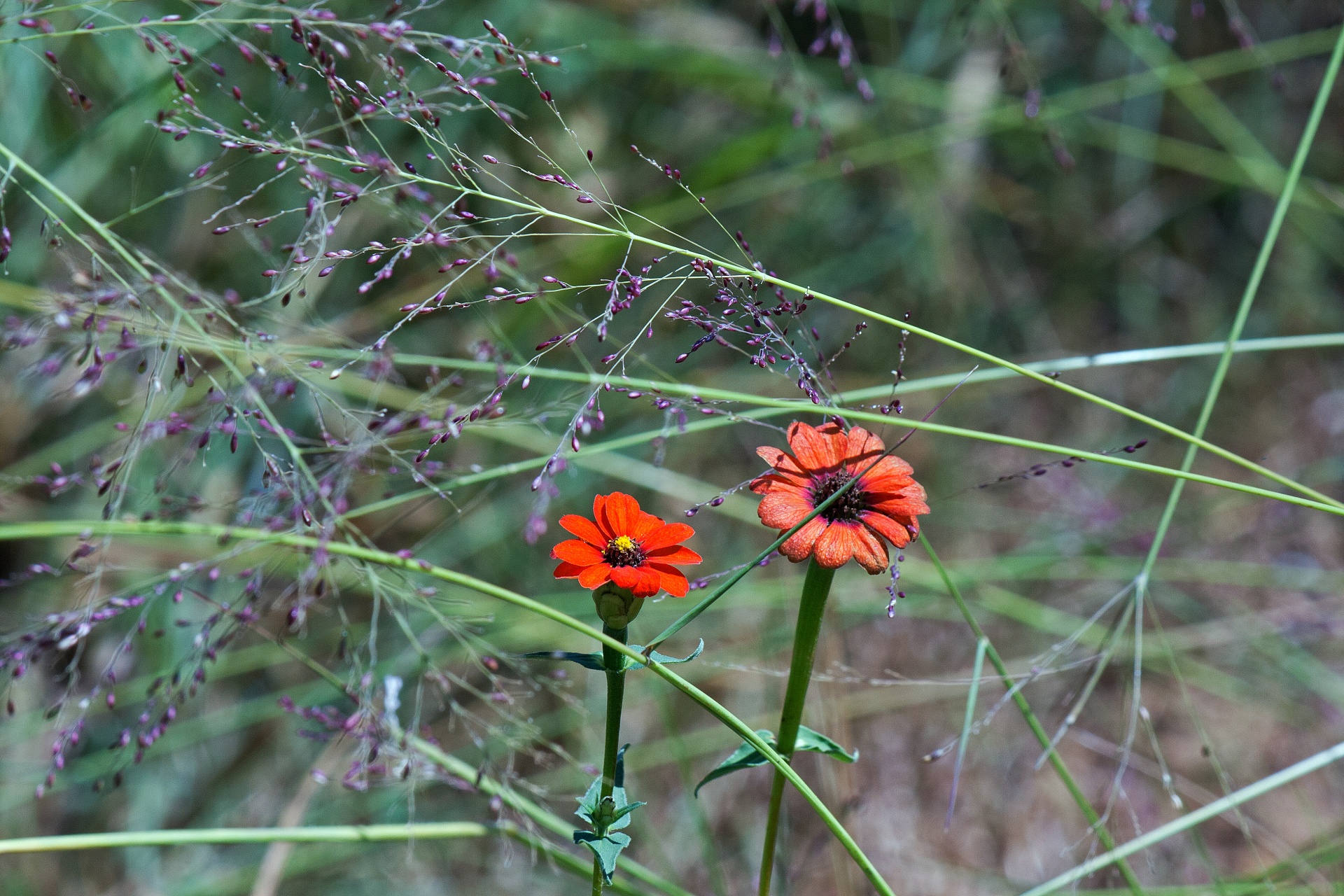 Flores selvagens de zínia vermelha em cr