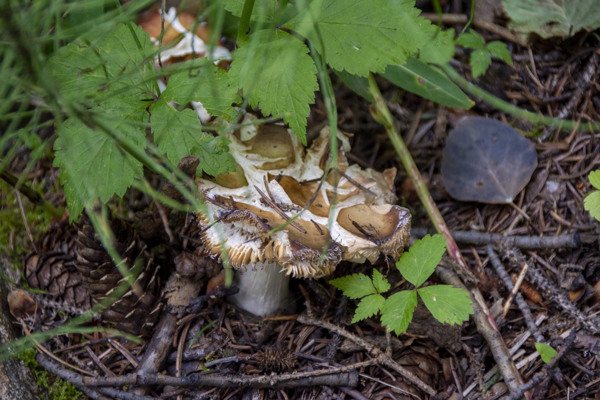 Divoké houby