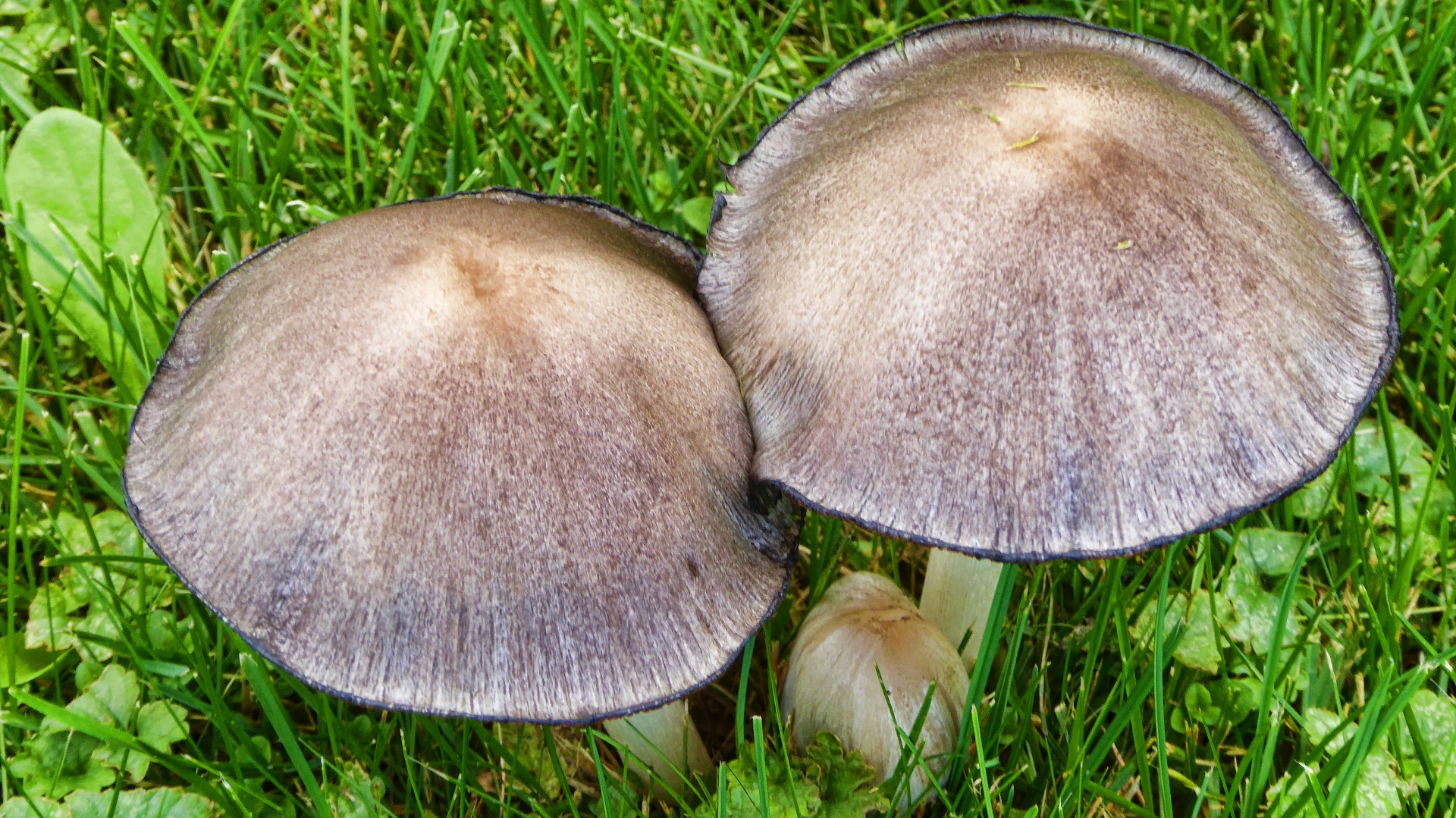 Divoké houby