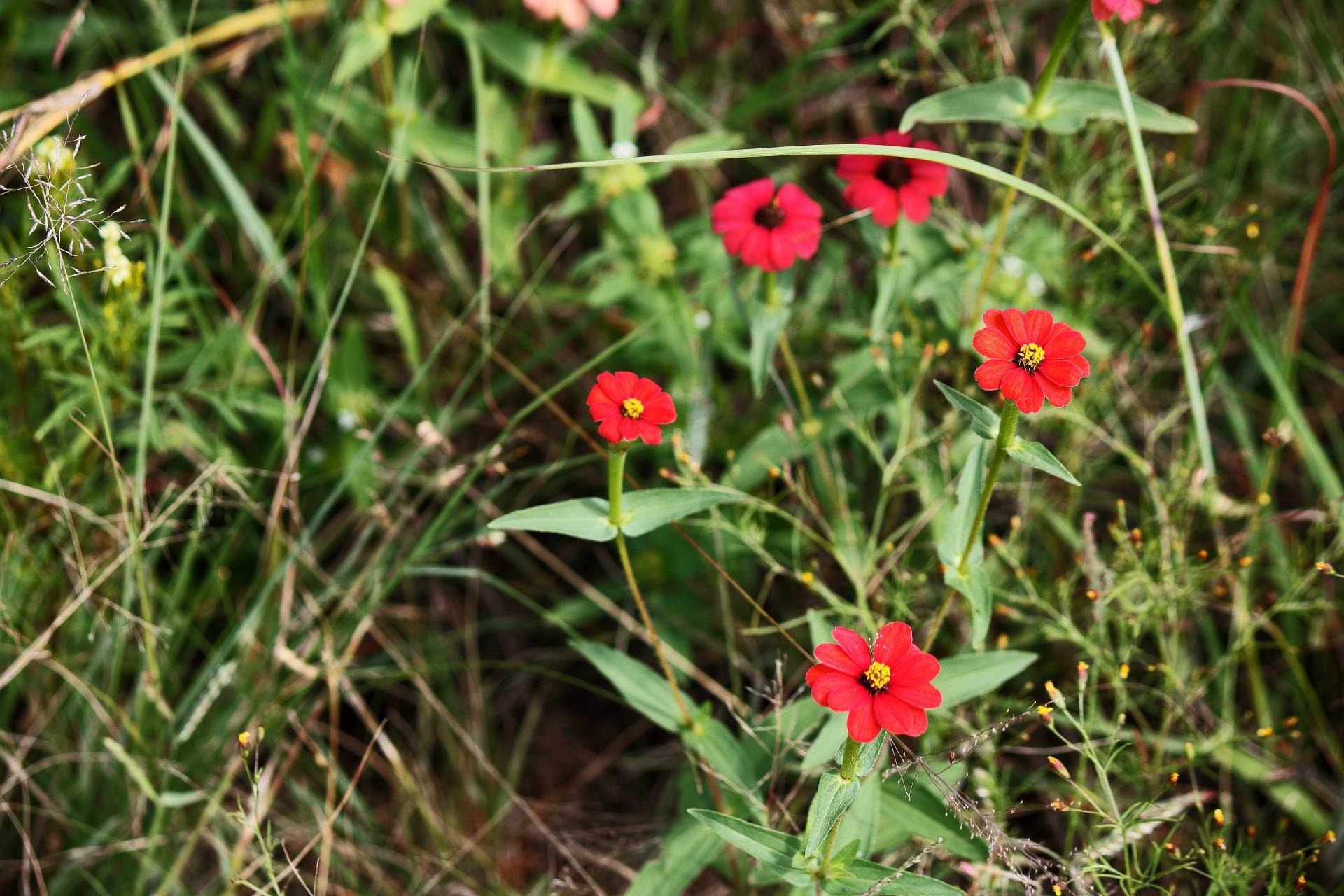 Divoké červené cínie květiny v poli