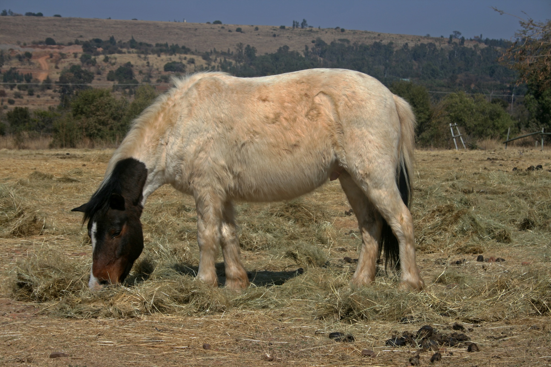 Vinterrock på vit & brun häst
