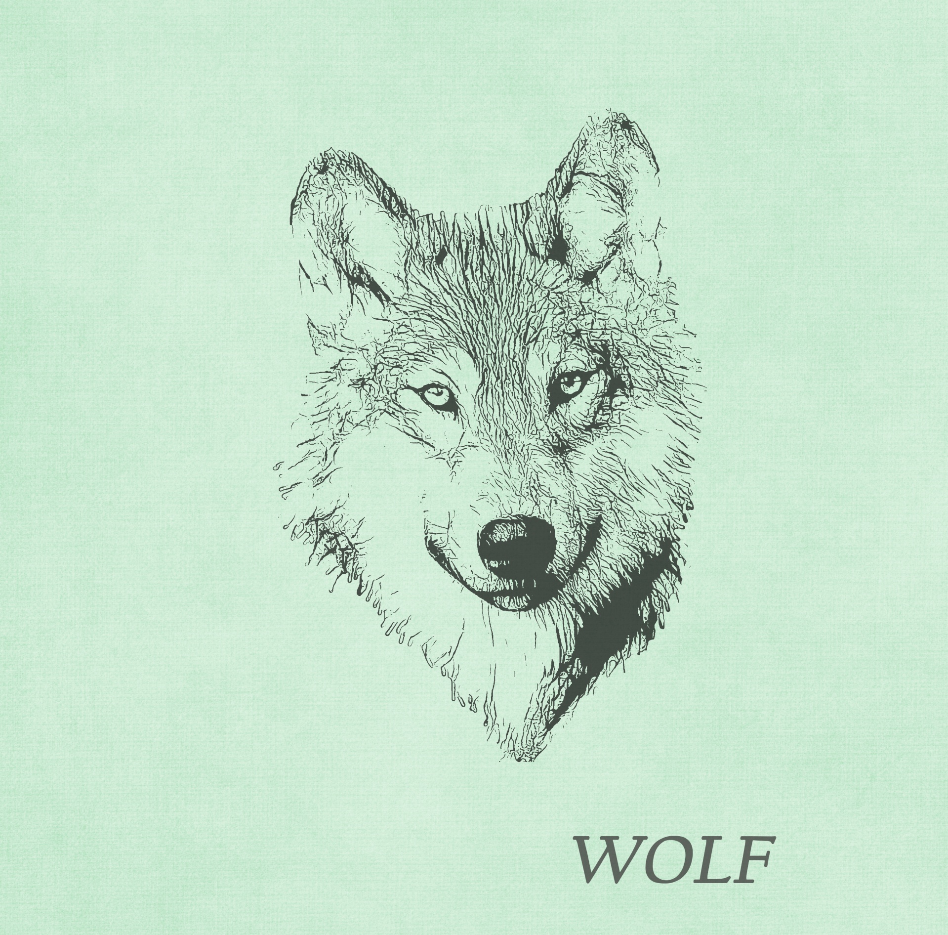 Kresba vlka