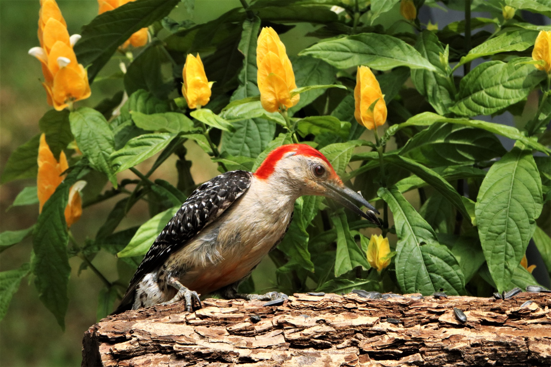 Woodpecker And Yellow Flowers