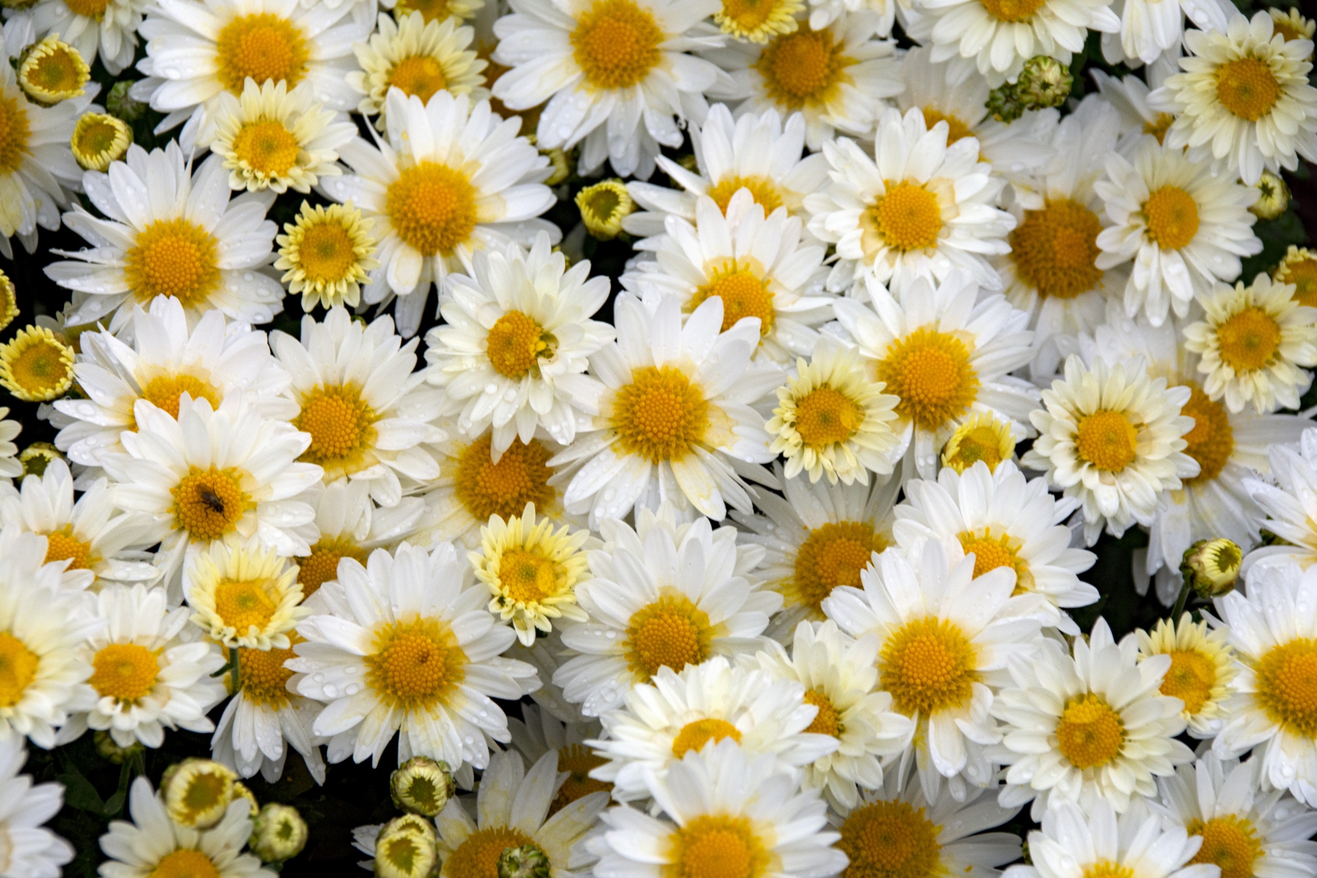 Flores amarillas y blancas
