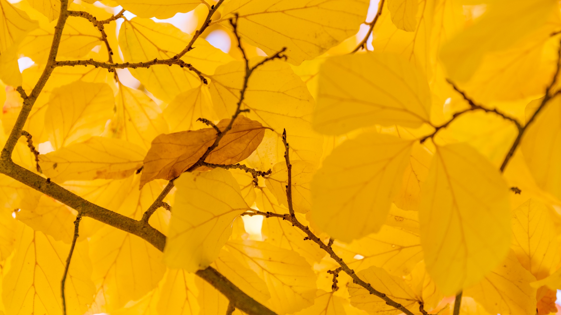 Hojas amarillas de otoño