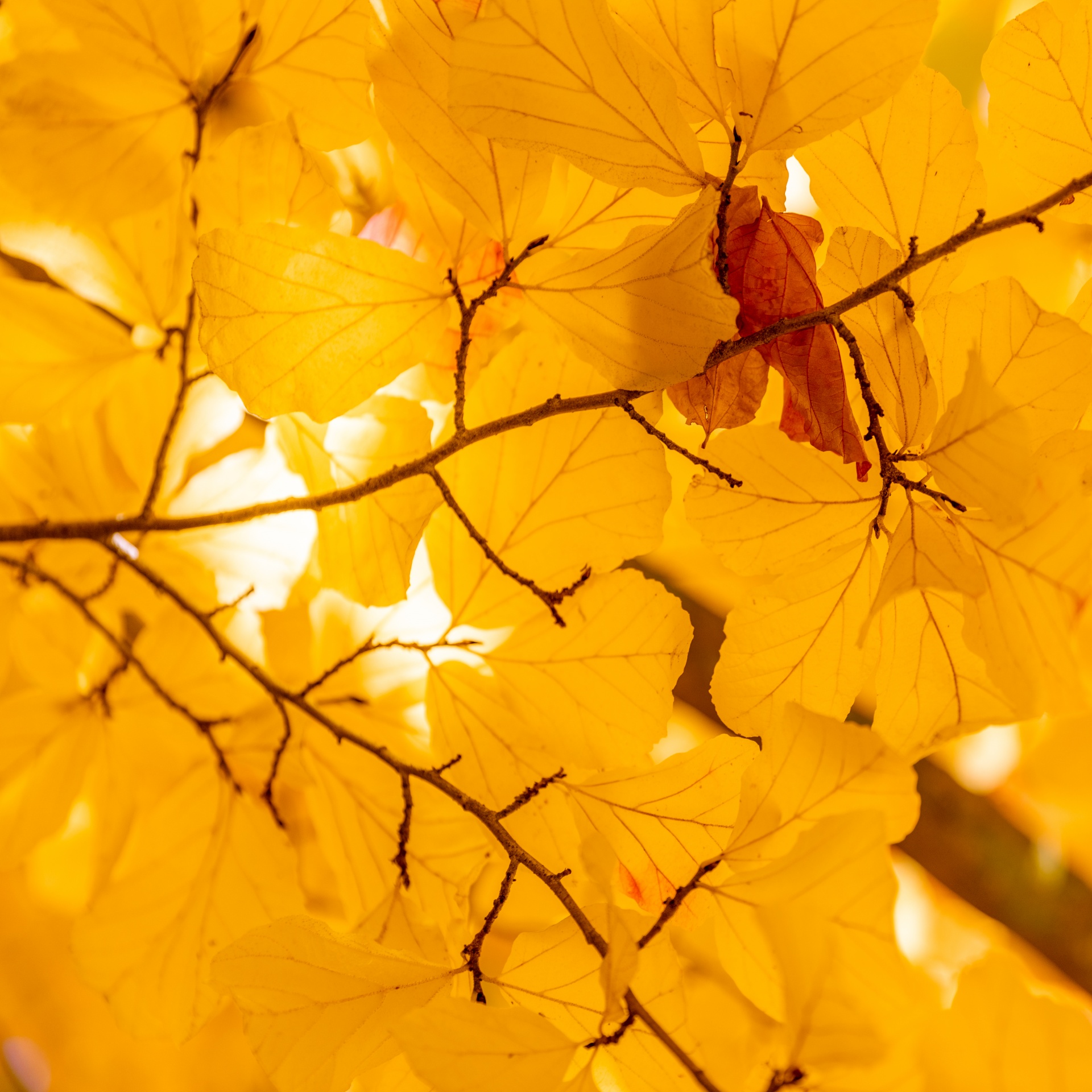 Folhas de outono amarelas