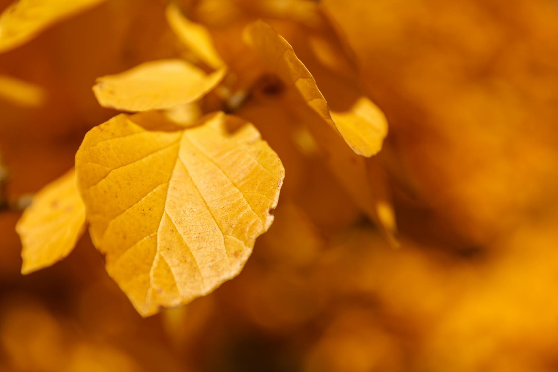 Žluté podzimní listí