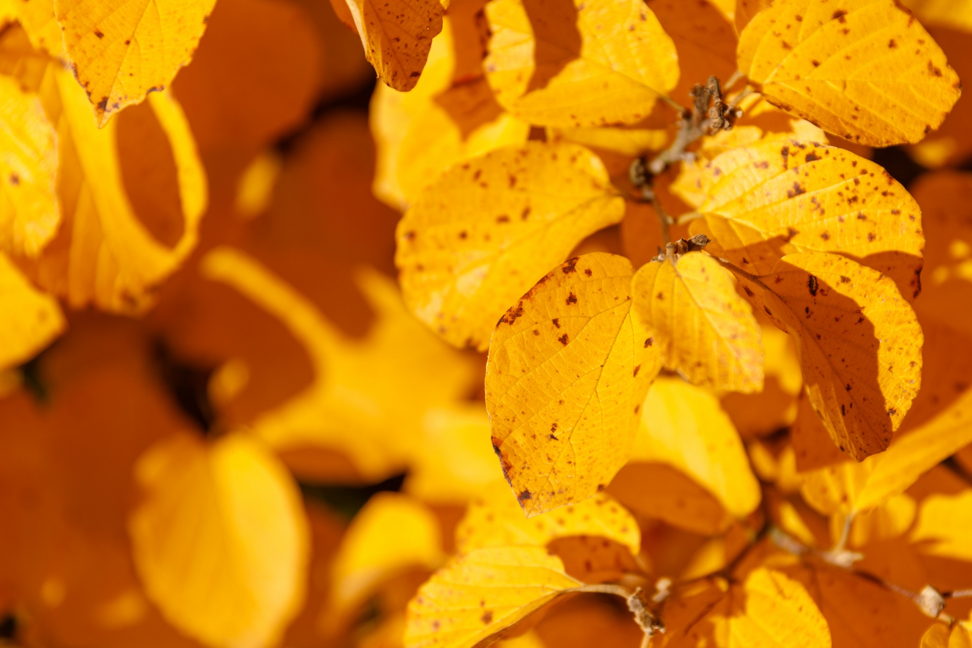 Yellow Autumn Leaves