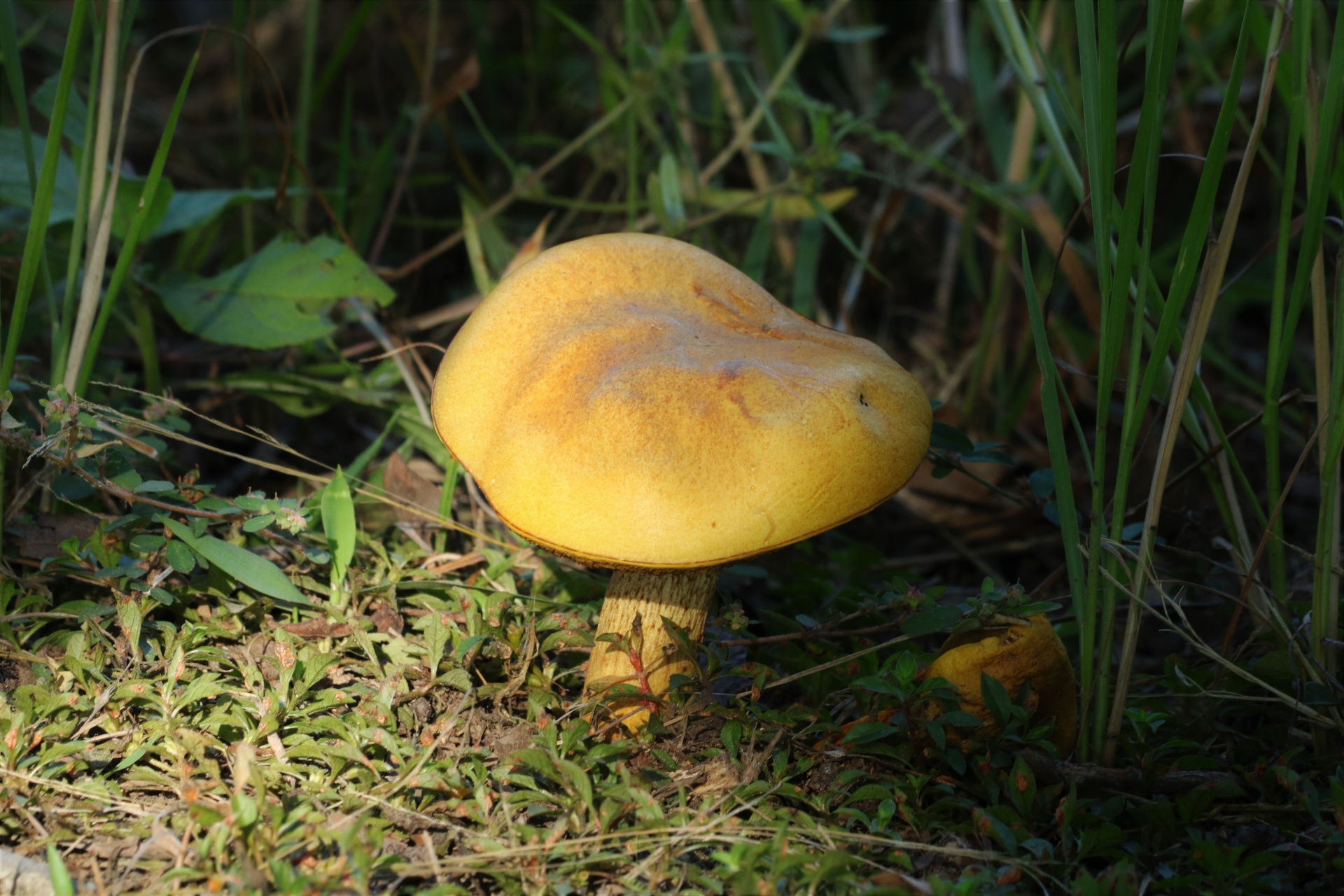 Žlutá houba Bolete ve stínu