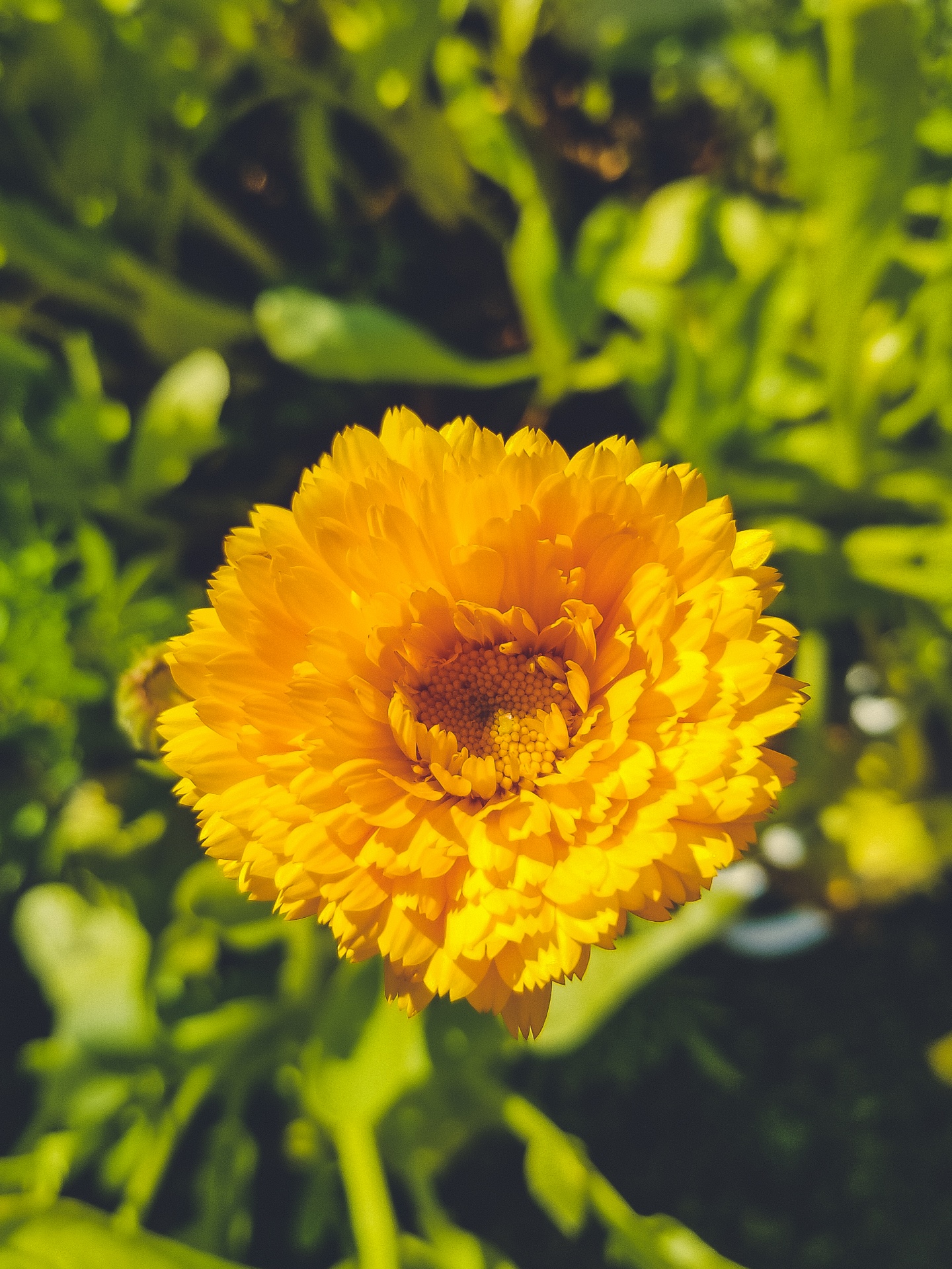 žlutá chryzantéma