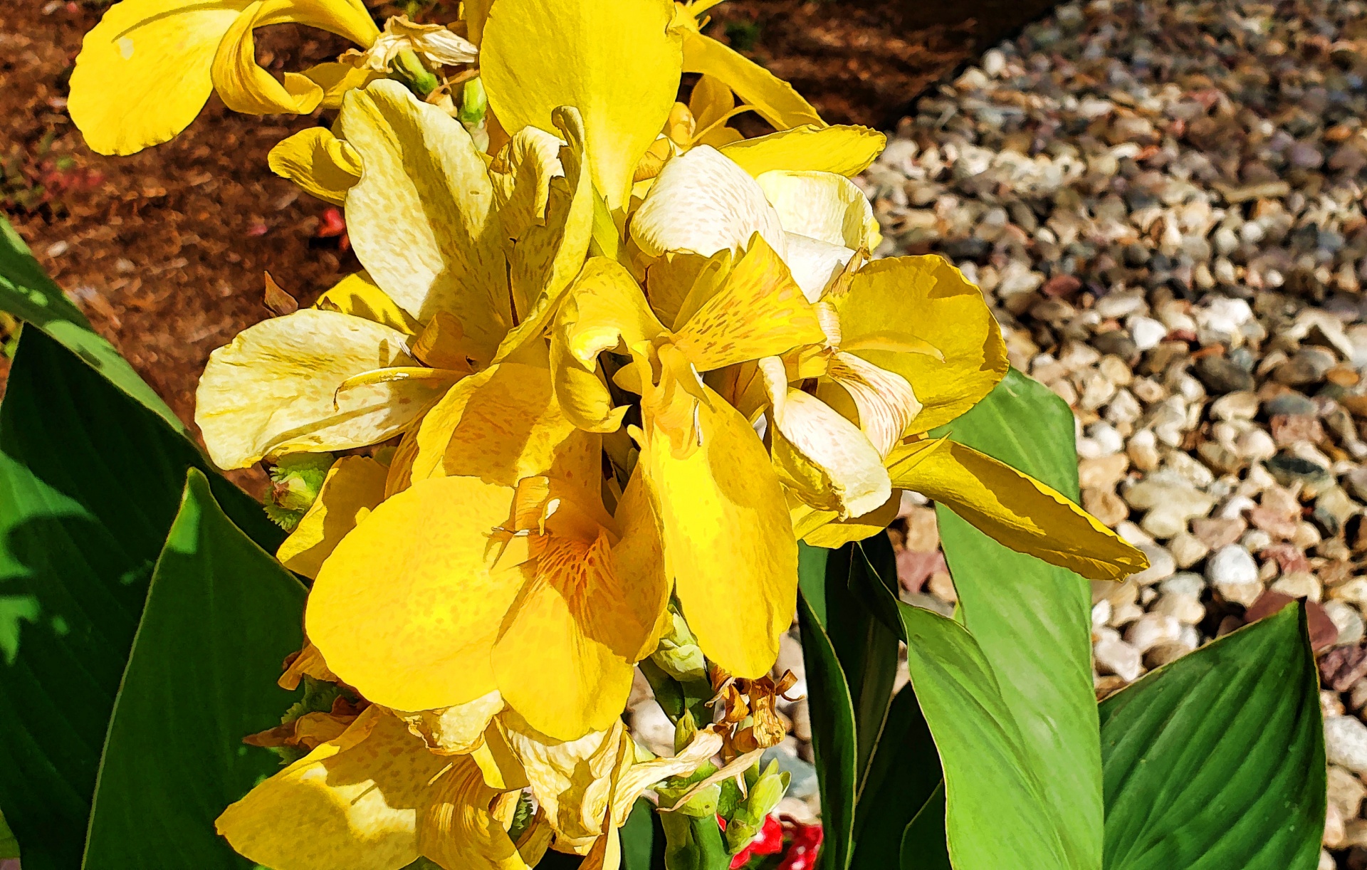 Iris Květiny žluté