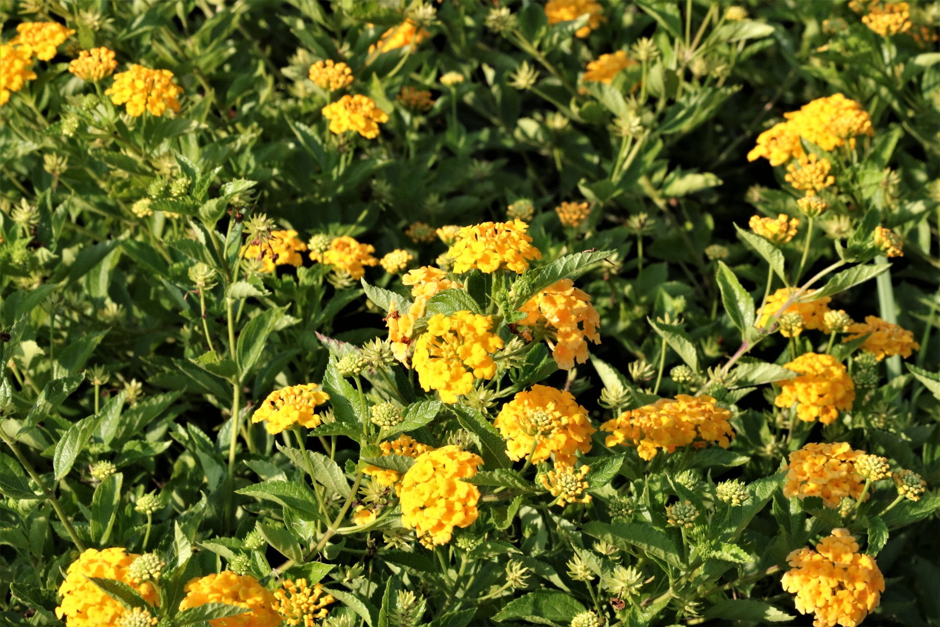 Žlutá Lantana květiny full frame