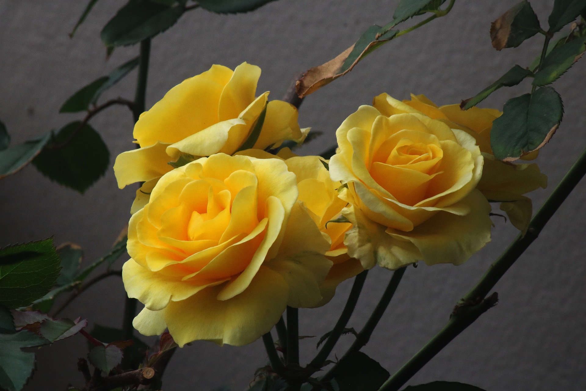 žluté růže na keři