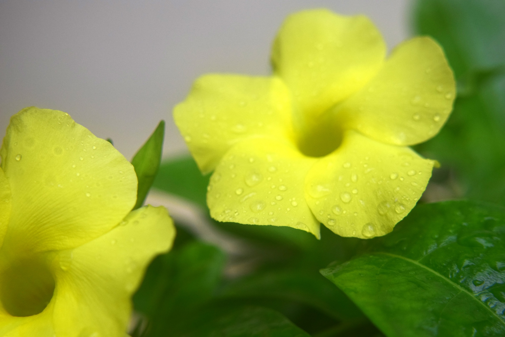 Žlutá trubka květiny 2