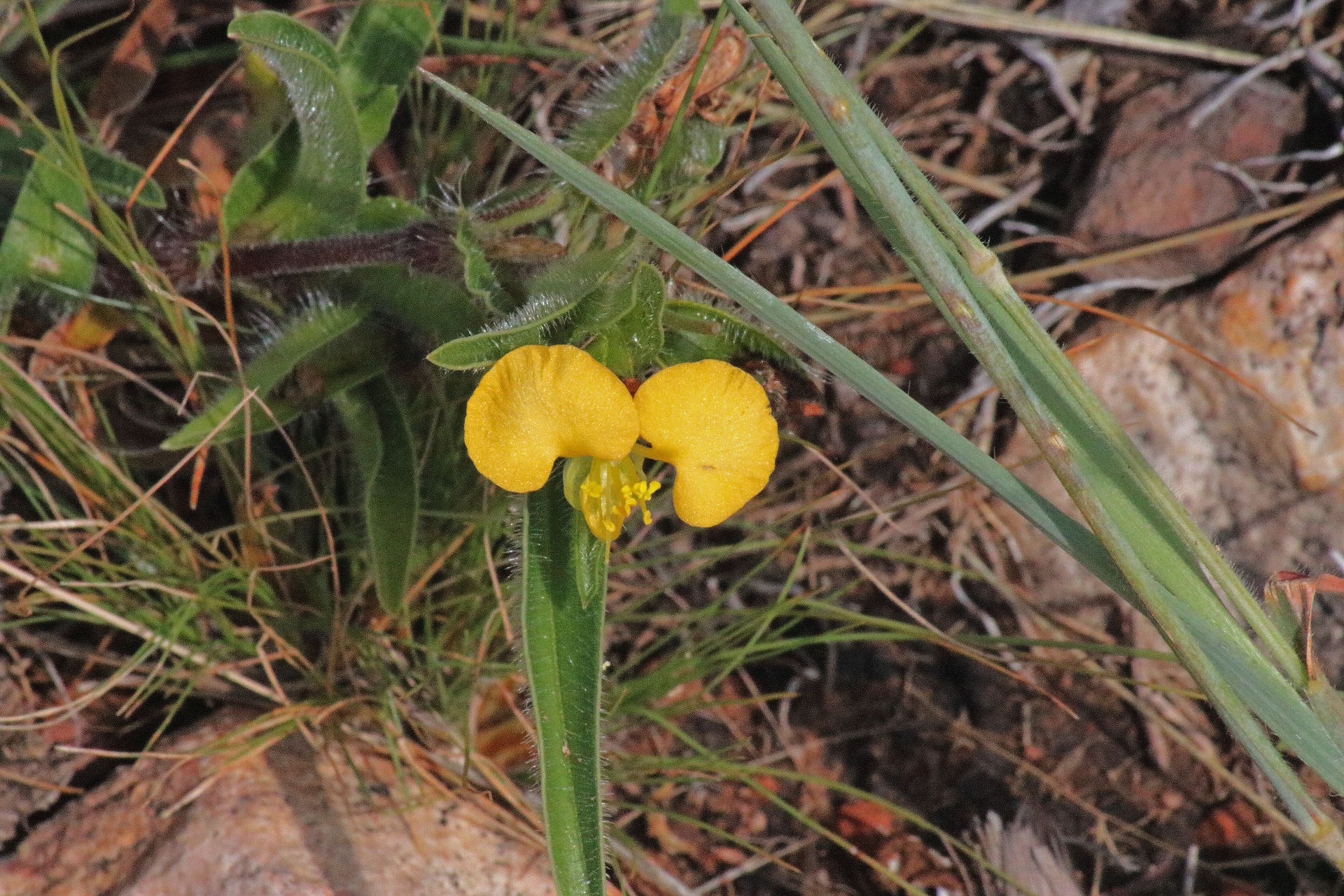 žlutá divoká květina