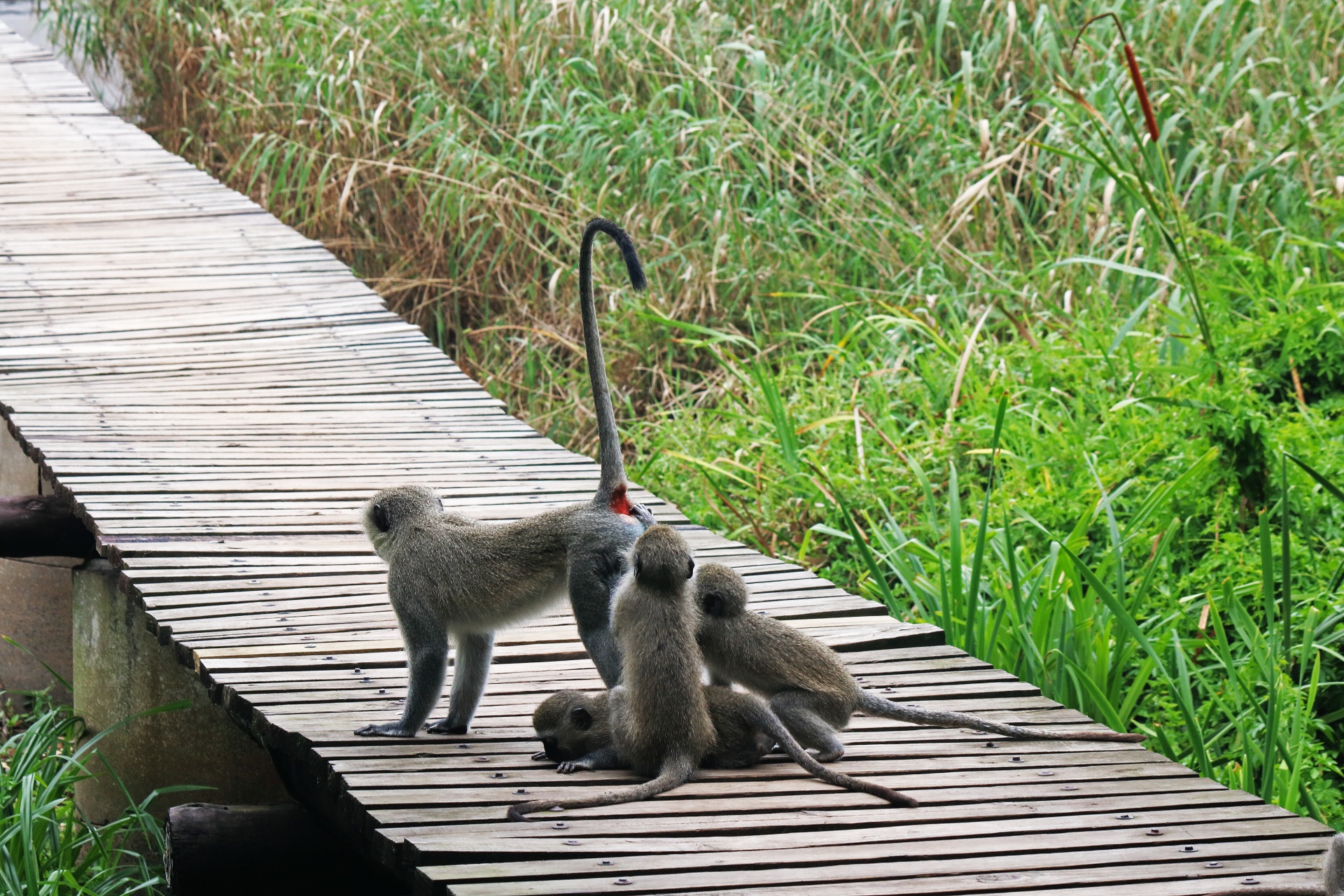 Joven babuino con macho adulto