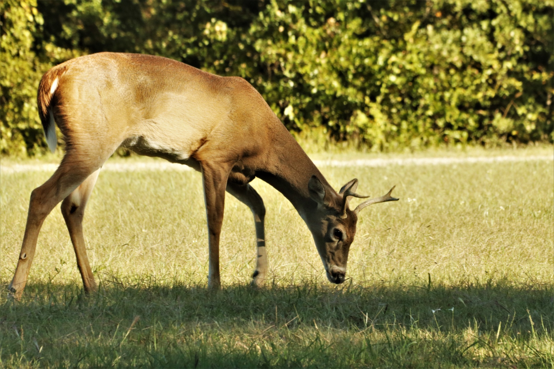 Young Buck Deer jíst trávu