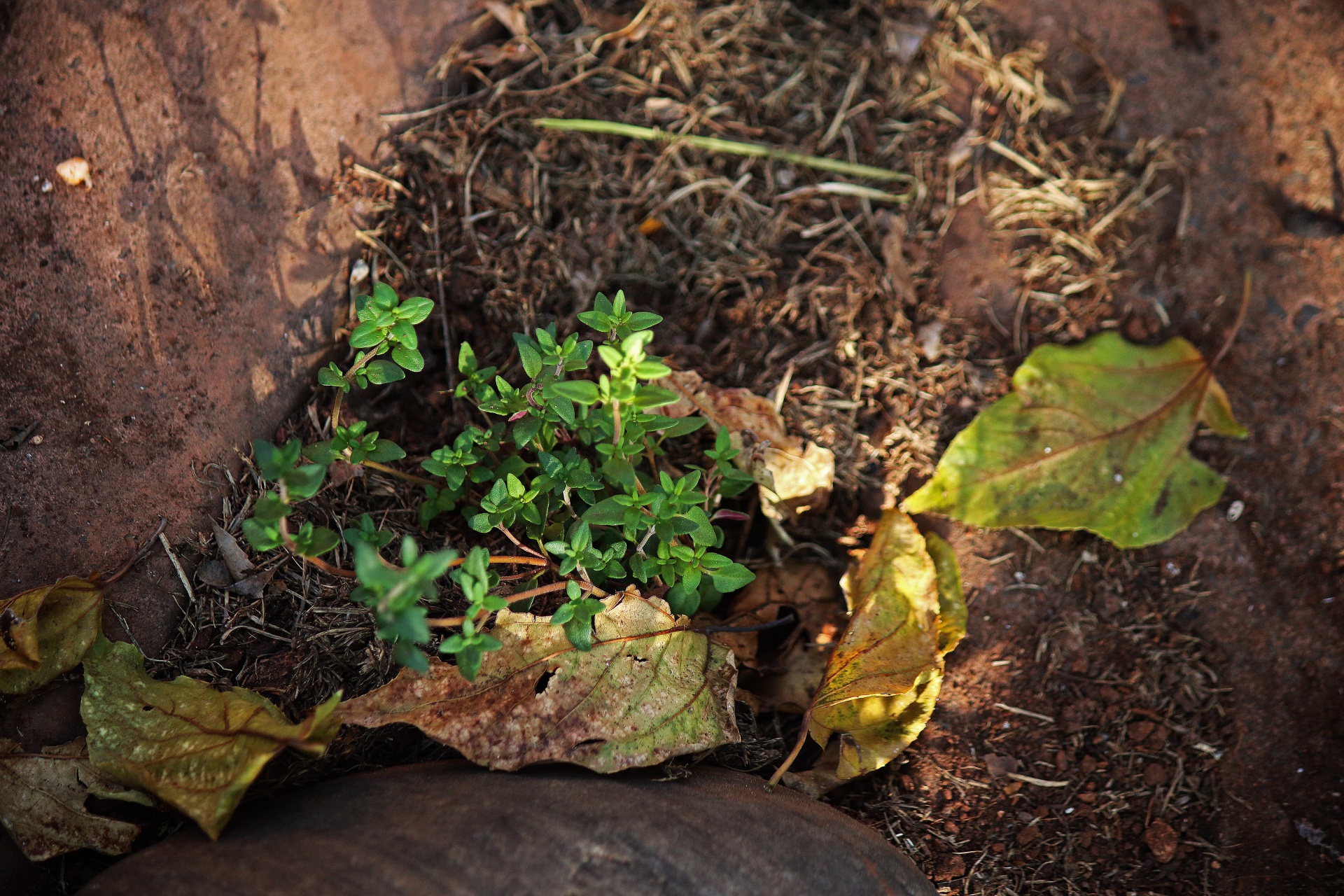 Mladá rostlina tymiánu v bylinkové zahra