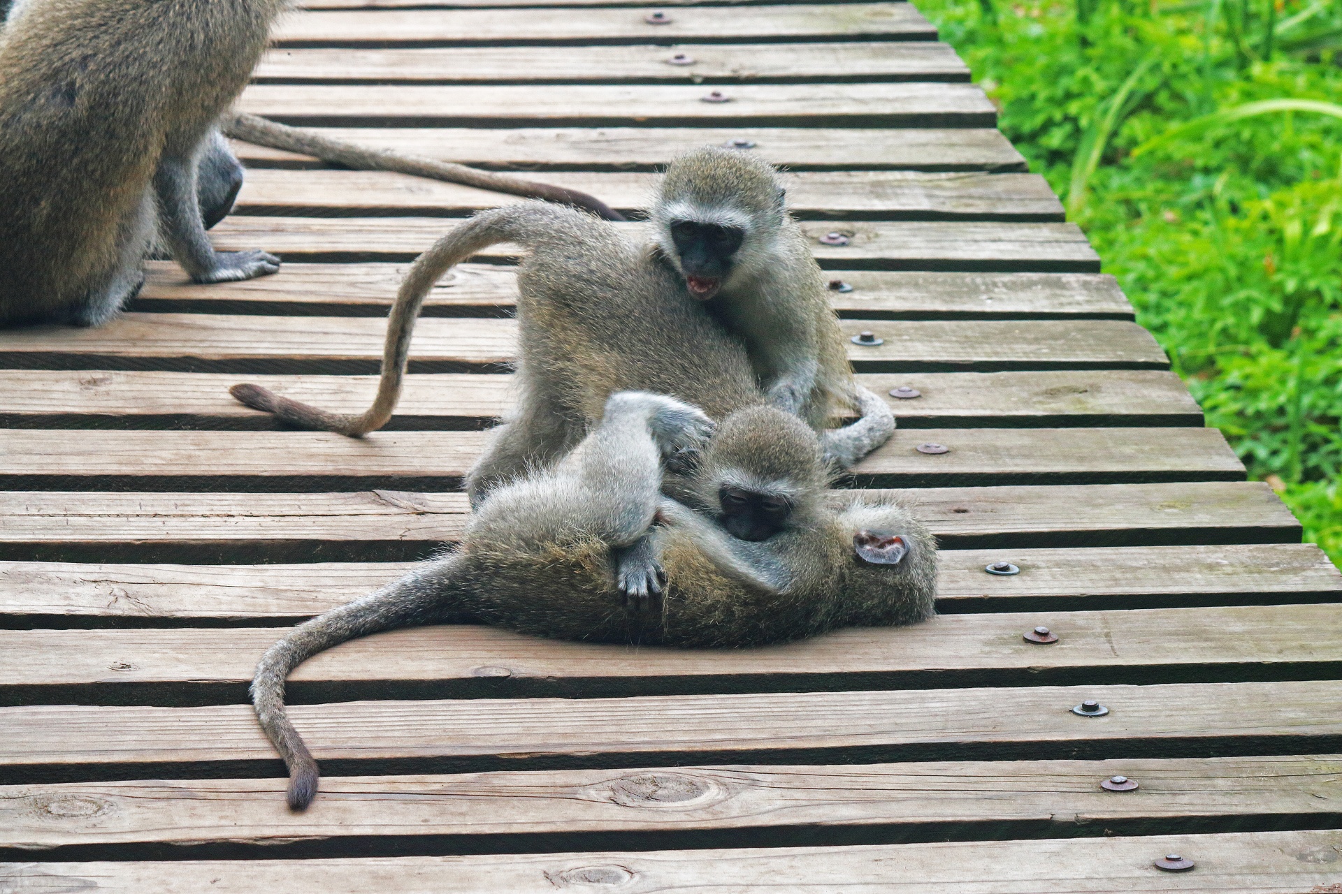 Jovens macacos vervet cavorting
