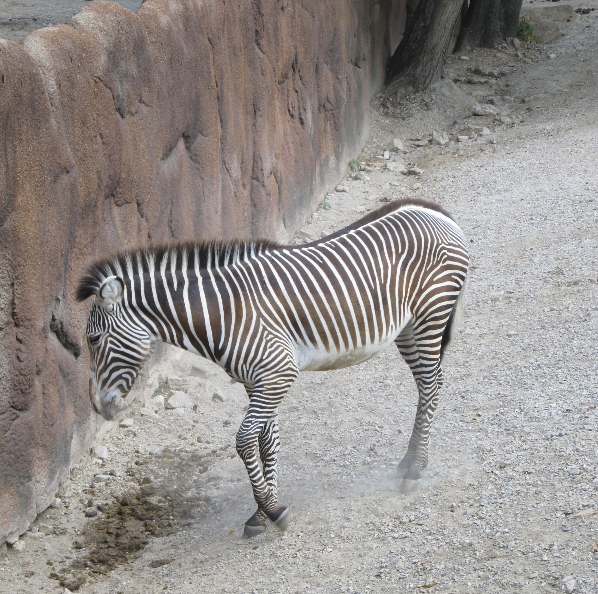 Zebra jovem