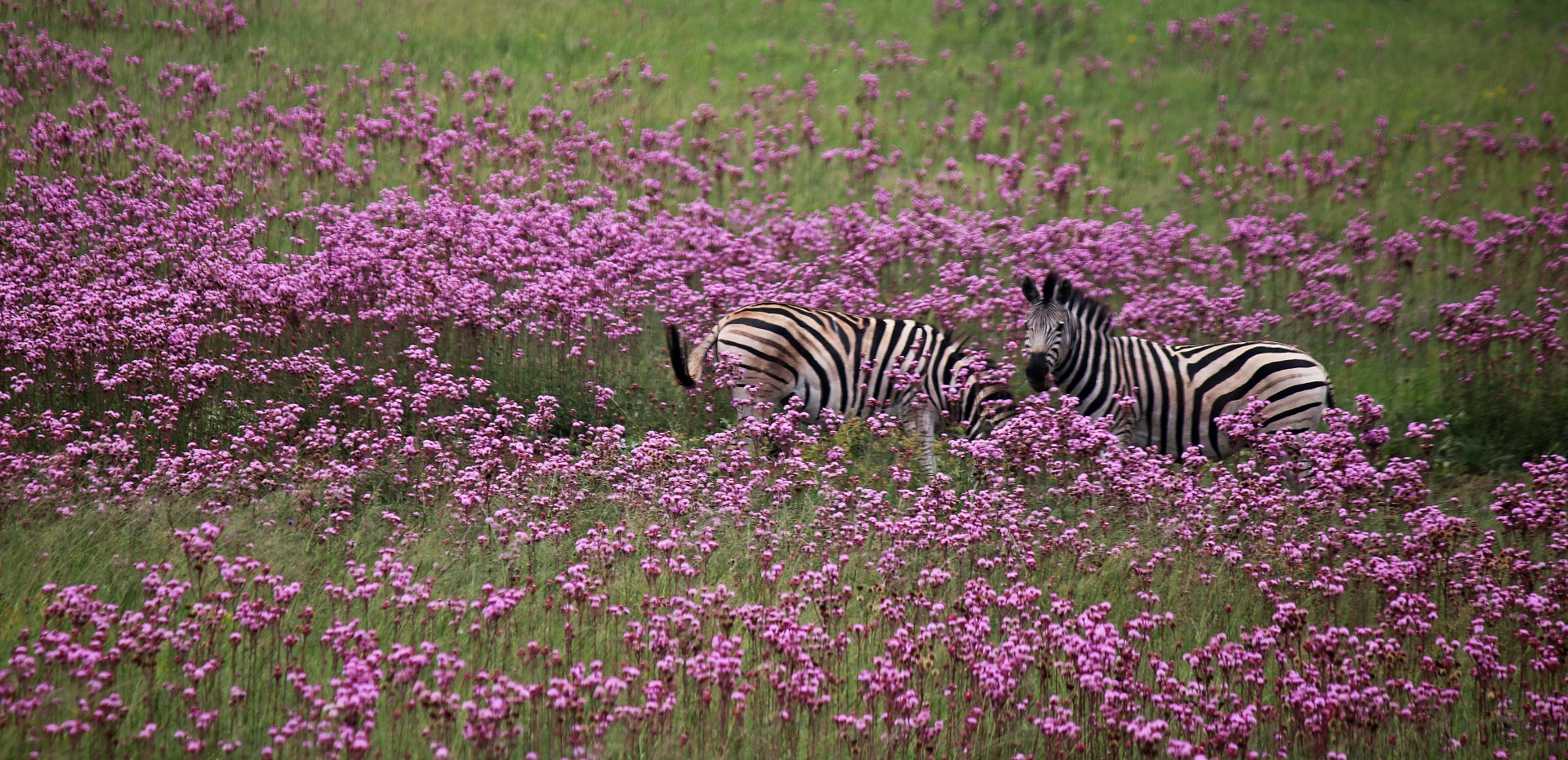 Zebra kontrastující s polem