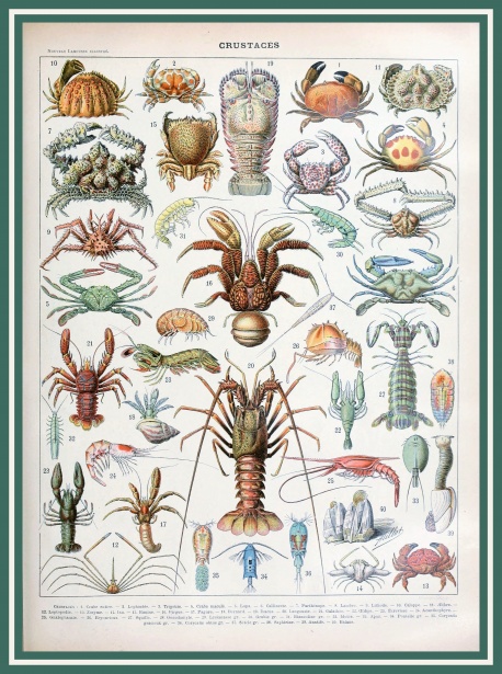 Adolphe Millot的甲壳类动物免费图片 Public Domain Pictures