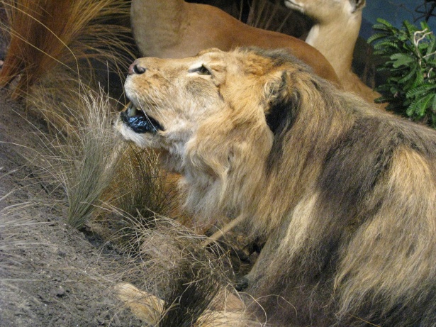 Lion vs Jaguar clash in a battle to the death