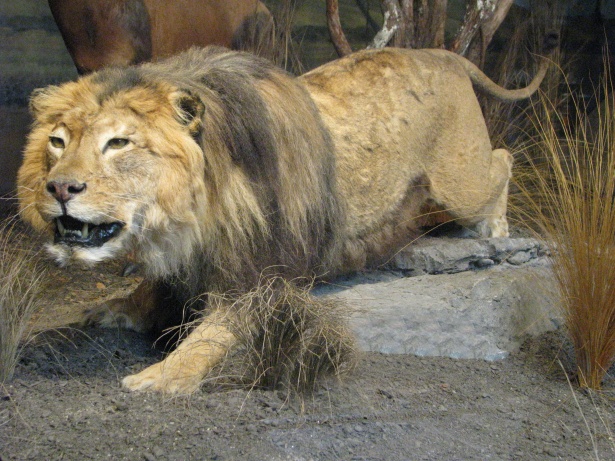 Lion Defeats Jaguar in Epic Battle to the Death