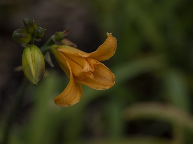 Flor de lirio anaranjado Stock de Foto gratis - Public Domain Pictures