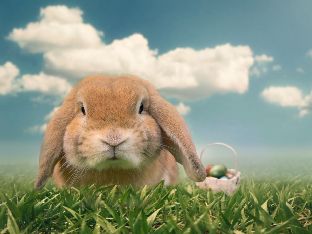 Easter Bunny Free Stock Photo - Public Domain Pictures