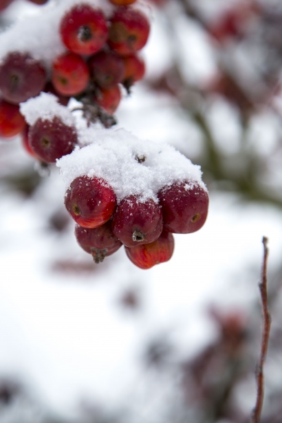 Snow Covered On An Apple Free Stock Photo - Public Domain Pictures