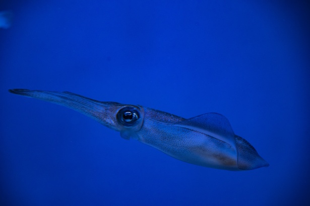 イカの魚 無料画像 Public Domain Pictures
