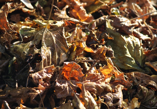 Sunlight On Crumpled Gold Leaves Free Stock Photo - Public Domain Pictures