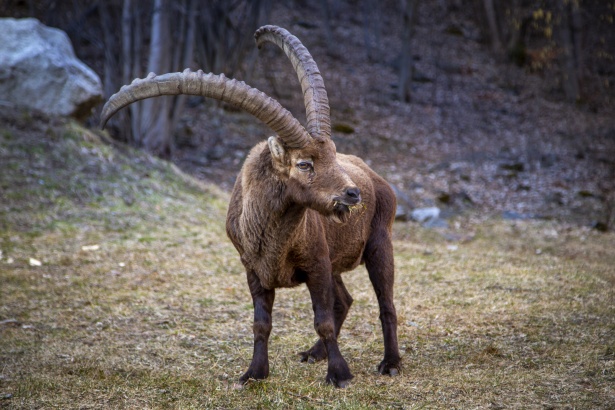 Wild Alpine Ibex Free Stock Photo - Public Domain Pictures