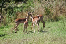 Az impala antilop csoportja