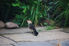 O pasăre cu cuc de guira din Brazilia