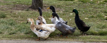 A Skein Of Ducks