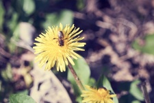 蜜蜂在一朵花