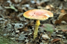 Aging Amanita Mushroom In Leaves